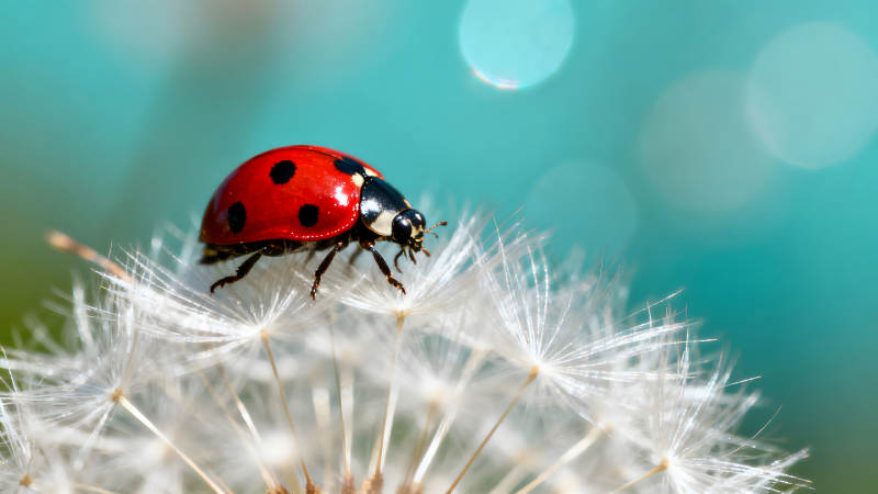 瓢蟲棲息蒲公英上背景柔和色彩鮮艷-圖片