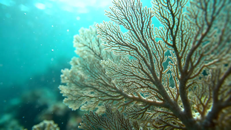 海底珊瑚叢生態環境-圖片