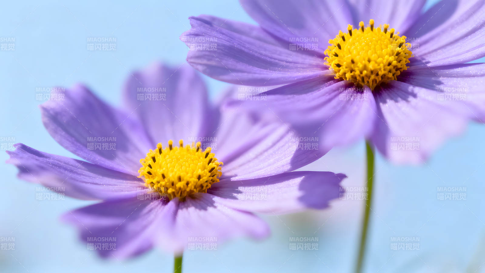紫花盛開藍色背景唯美展現-圖片