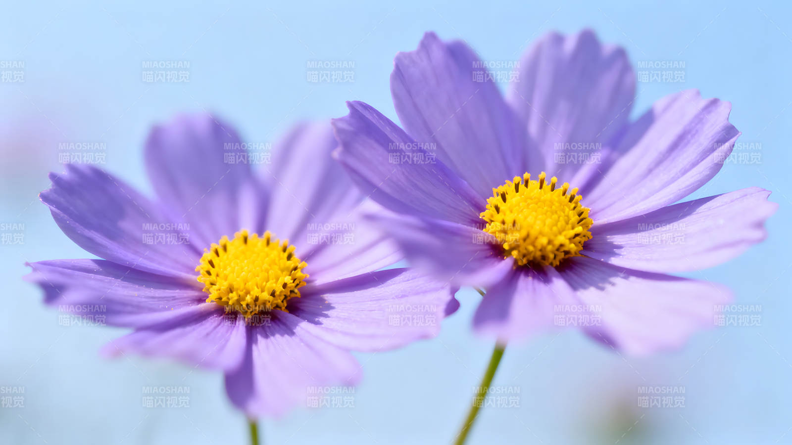 兩朵紫色的花朵特寫-圖片