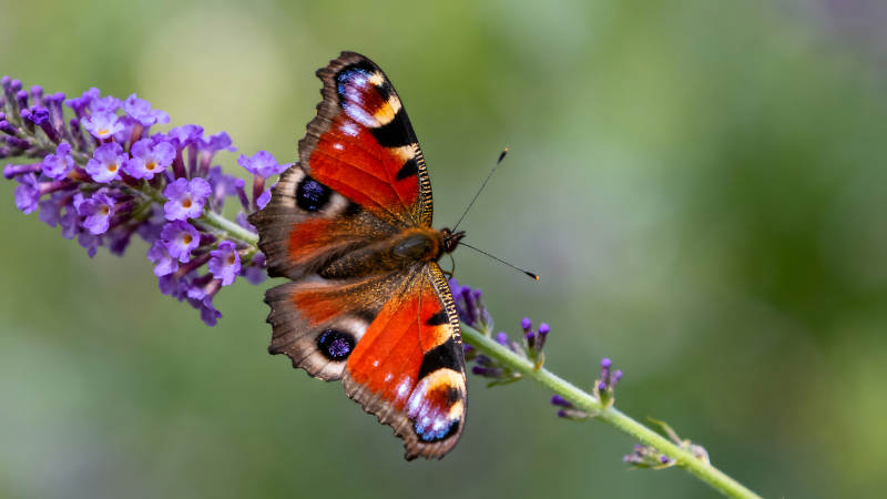 蝴蝶棲息在花朵上色彩鮮艷-圖片