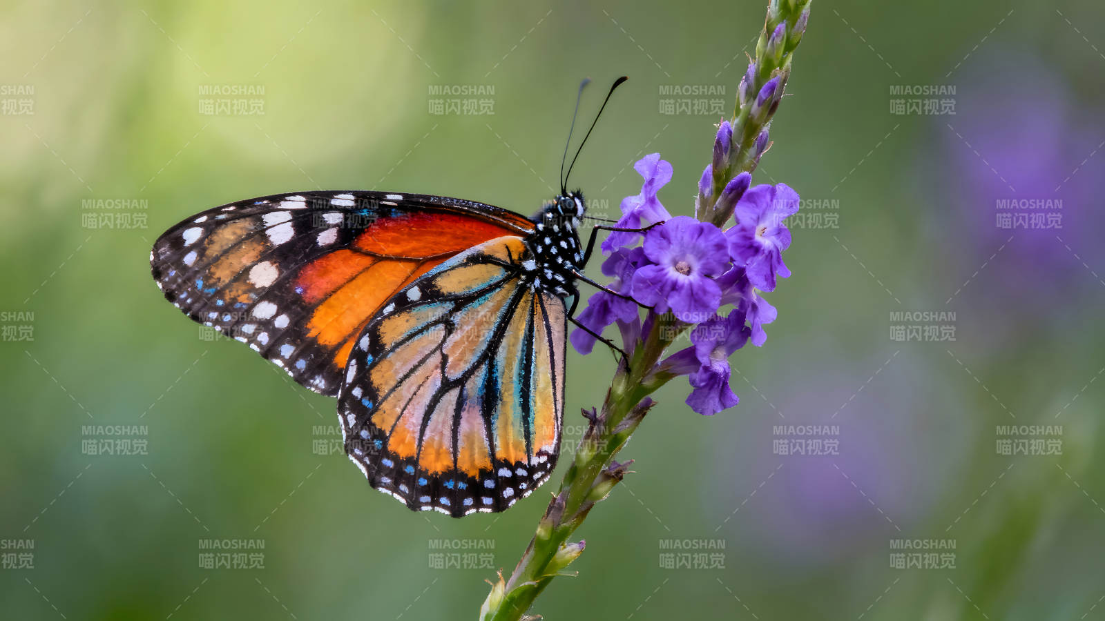 蝴蝶吸蜜花朵色彩鮮艷和諧-圖片