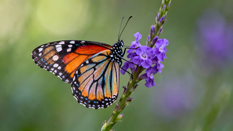 蝴蝶吸蜜花朵色彩鮮艷和諧-圖片