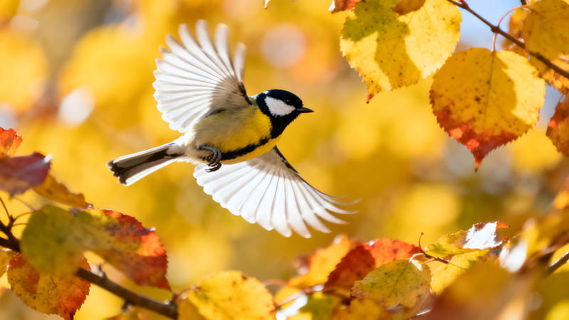 飛鳥黃色樹葉秋日風光-圖片