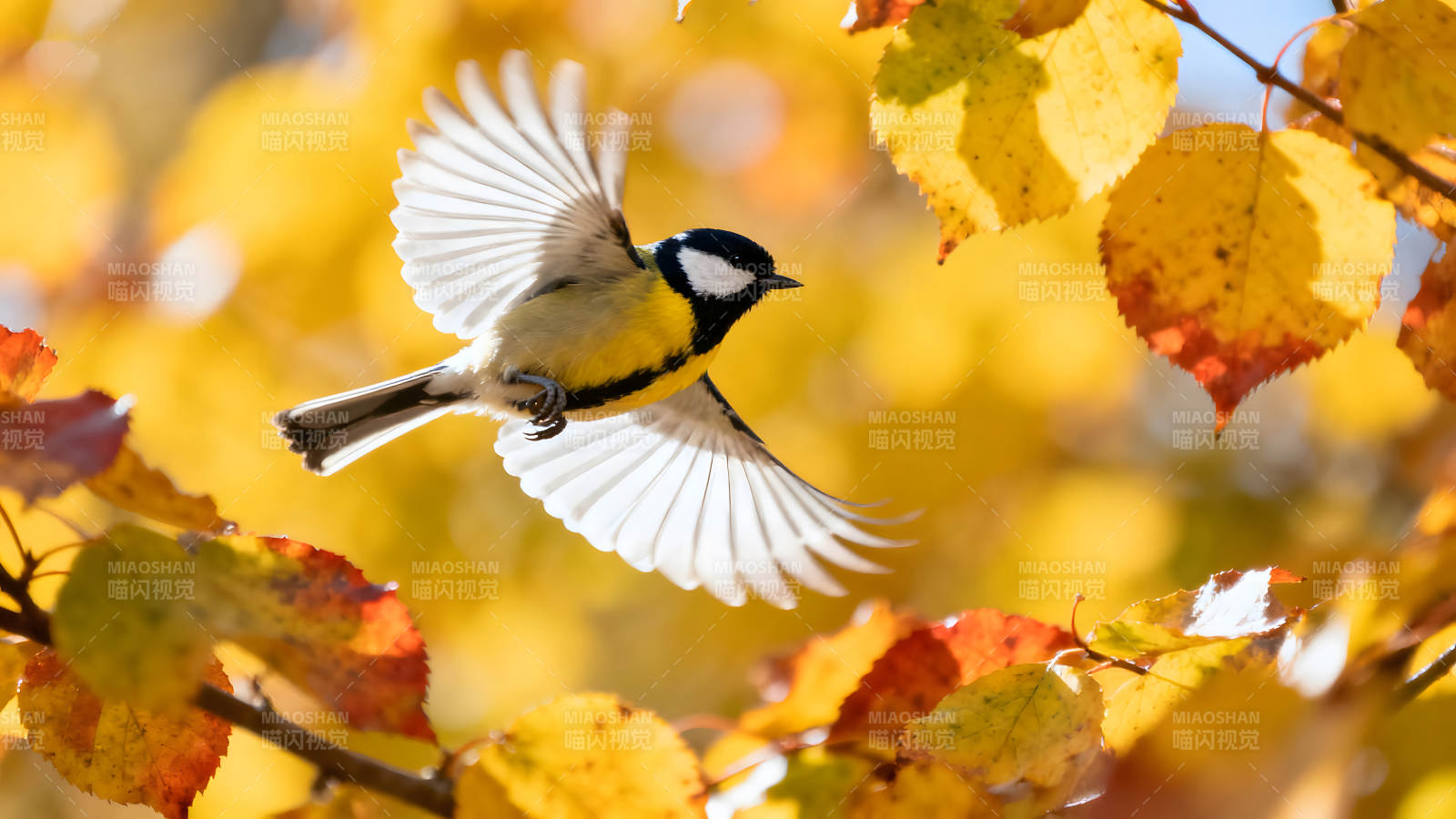飞鸟黄色树叶秋日风光-图片