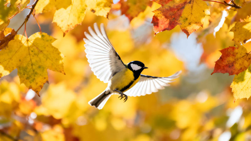 秋葉中飛翔的鳥兒-圖片