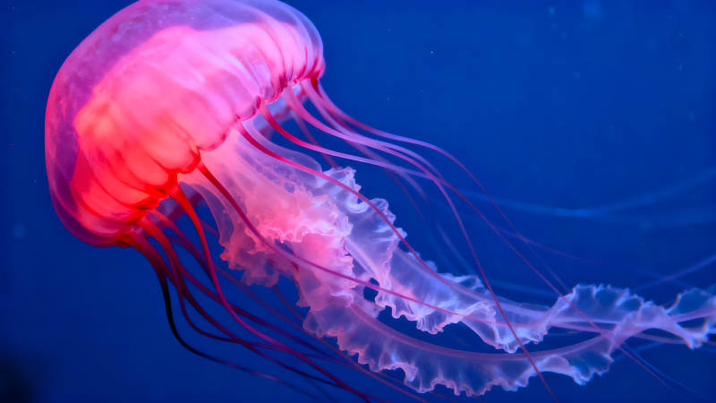粉色水母在藍色海洋中游動-圖片