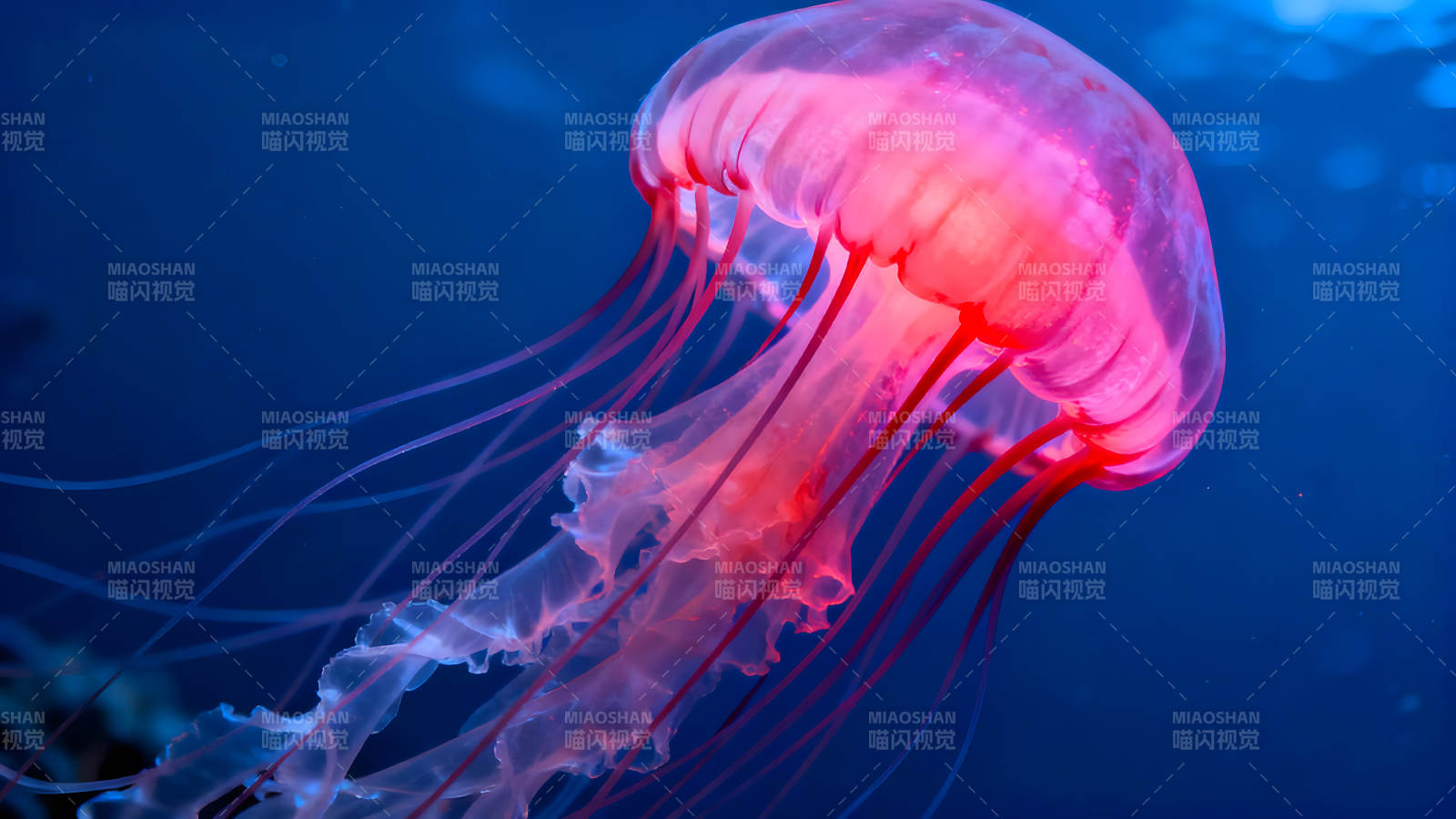 粉色水母在深藍海水中漂浮-圖片