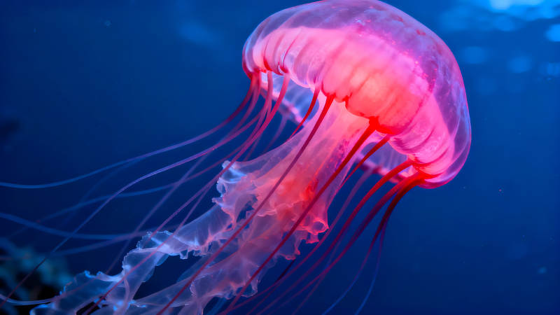 粉色水母在深藍海水中漂浮-圖片
