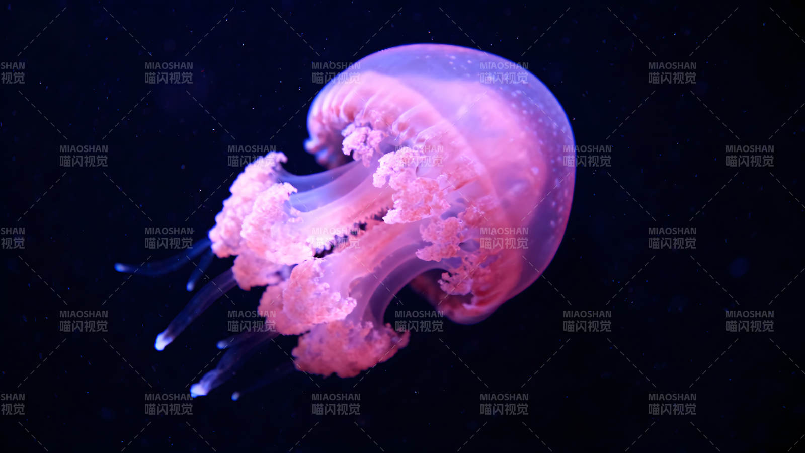 粉色水母在深邃的黑暗背景下漂浮-图片