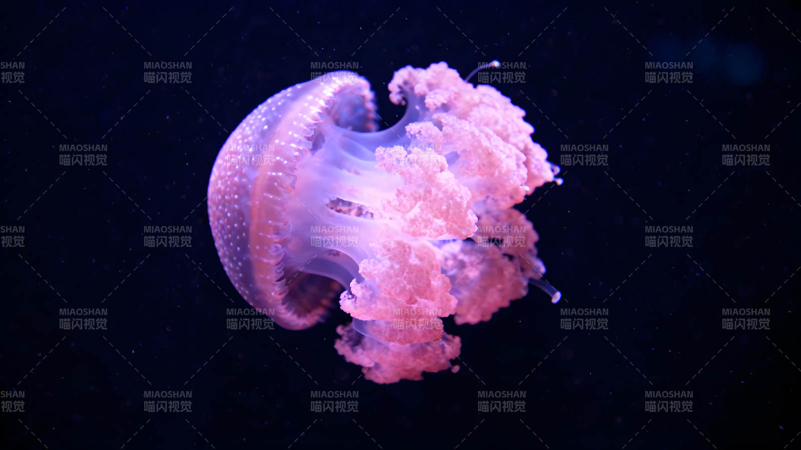 粉色水母在深海中漂浮-图片