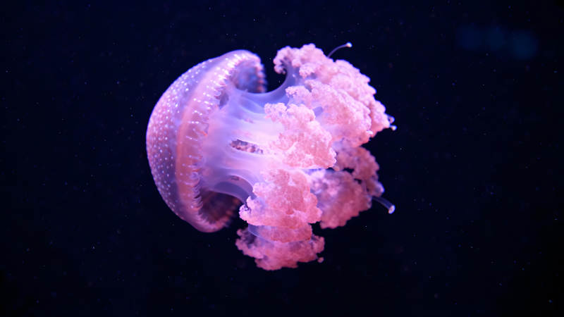 粉色水母在深海中漂浮-圖片