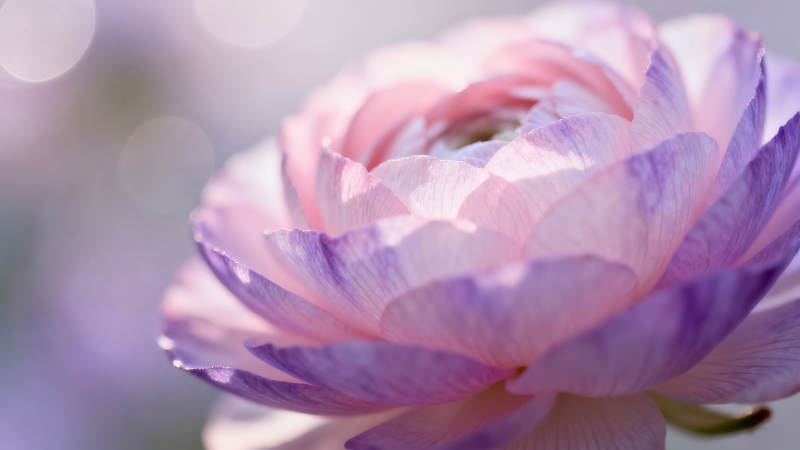 夢幻花瓣特寫柔和光影-圖片