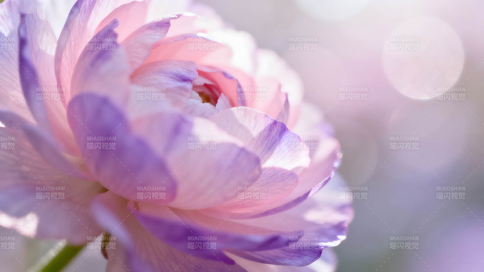 柔和夢幻的花朵特寫圖片