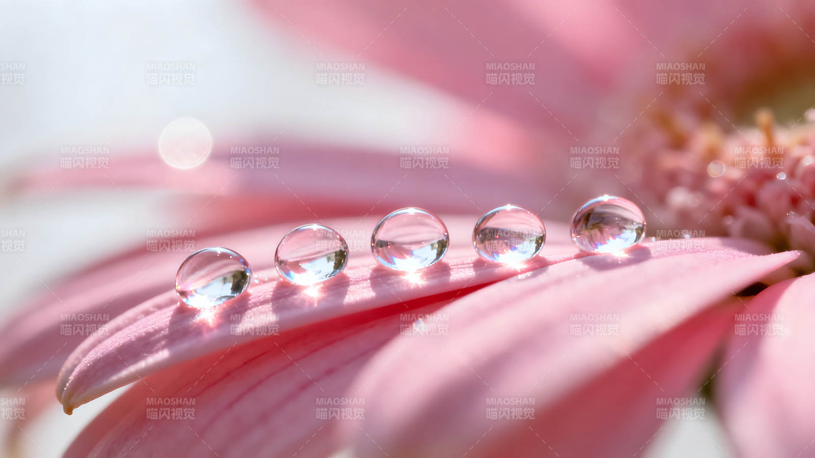 花瓣上的水珠晶瑩剔透美麗動人圖片