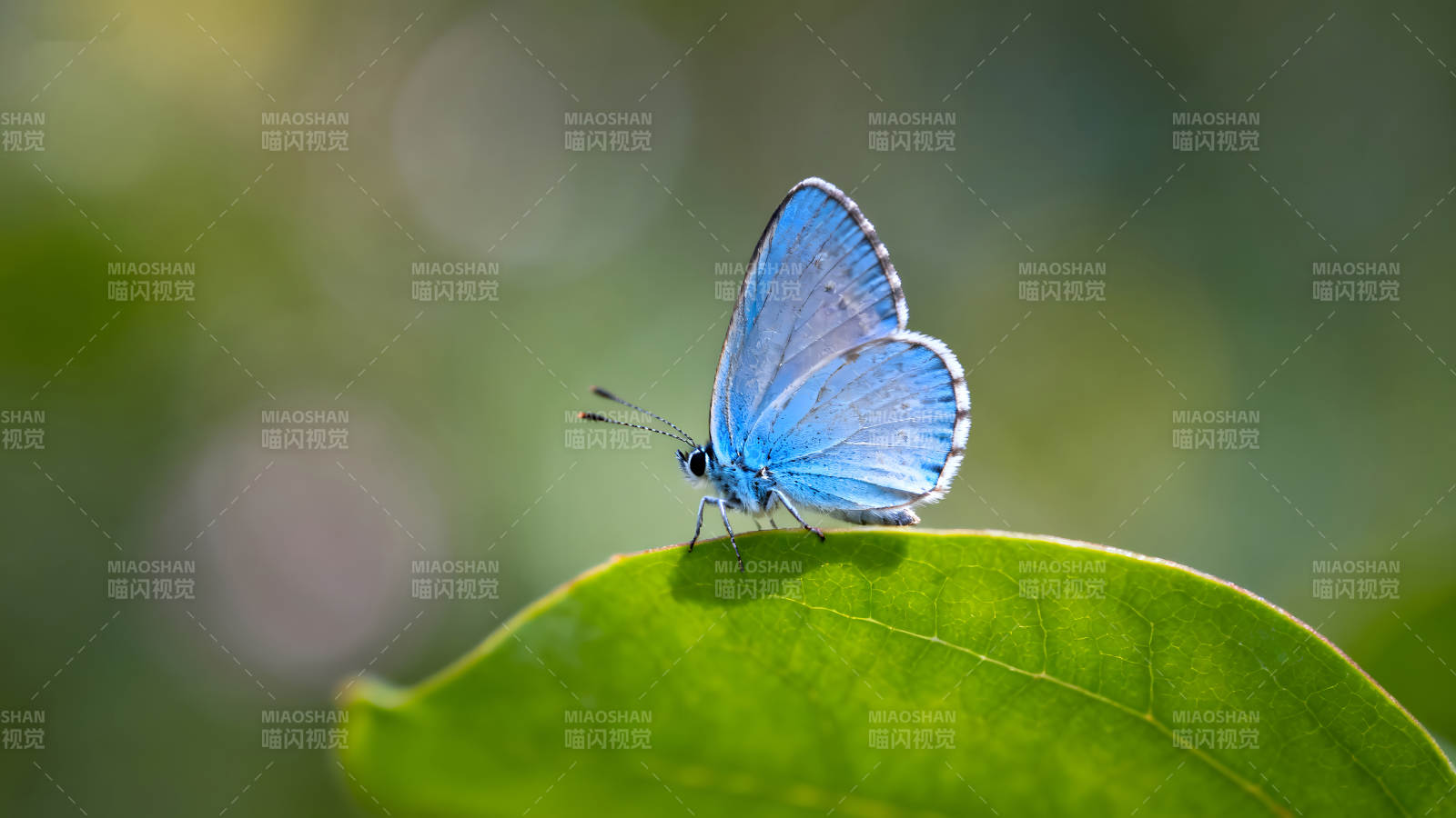 蓝蝴蝶栖息在绿叶上-图片