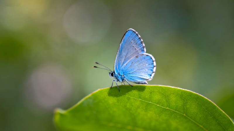 蓝蝴蝶栖息在绿叶上-图片