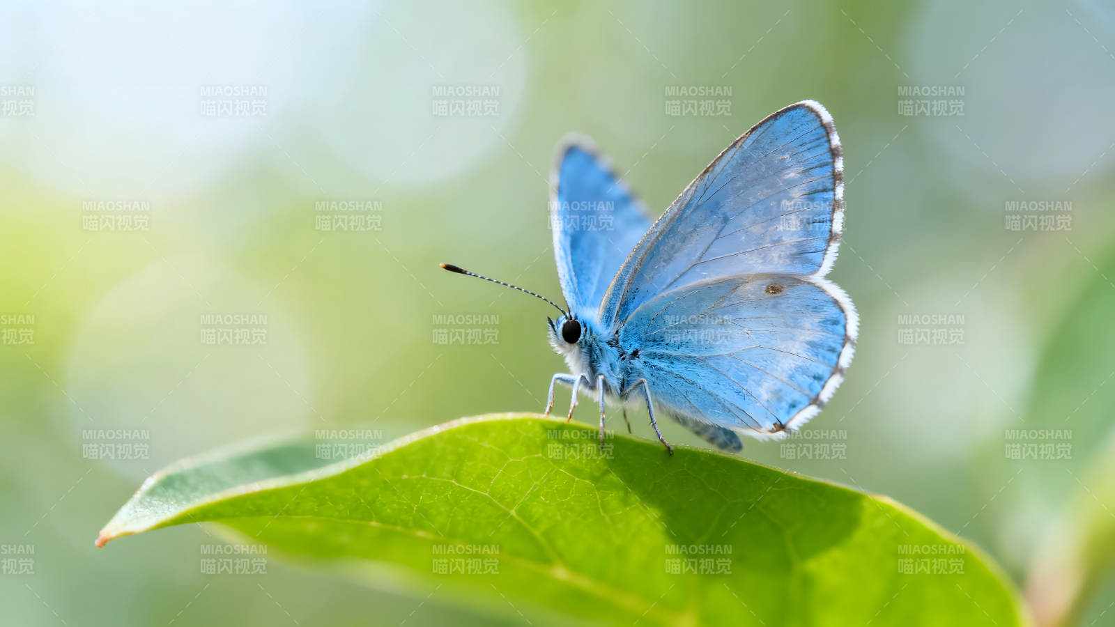 蓝色蝴蝶栖息在绿叶上-图片