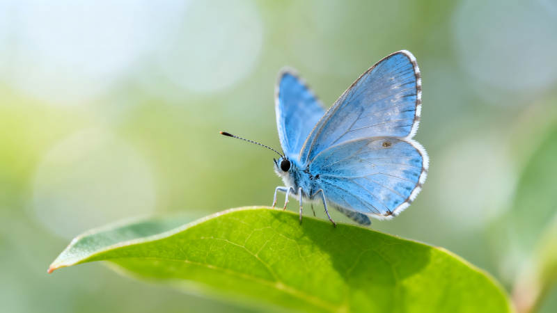 蓝色蝴蝶栖息在绿叶上-图片