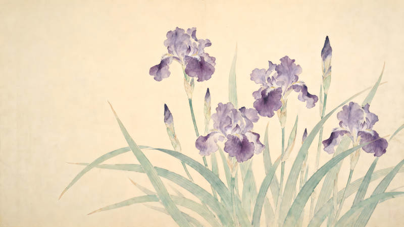 水墨紫鸢花盛开画作-图片