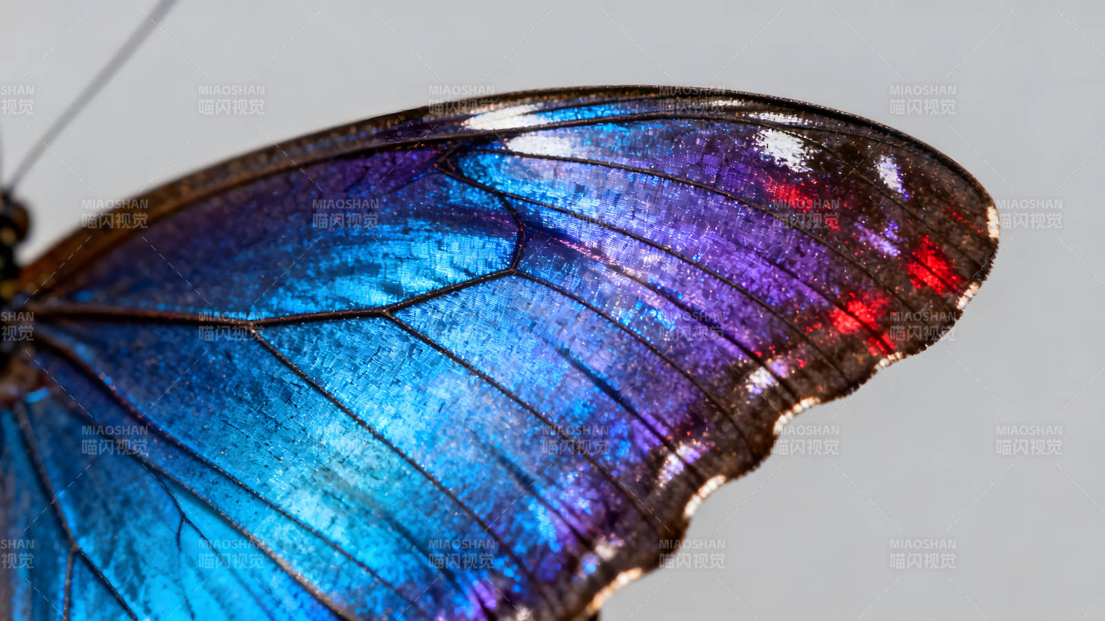 蝴蝶翅膀的絢麗色彩展示-圖片