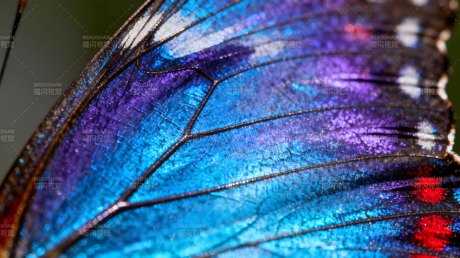蝴蝶翅膀的绚丽色彩与纹理细节-图片