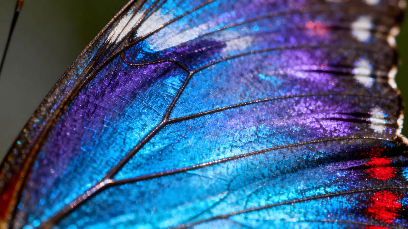 蝴蝶翅膀的絢麗色彩與紋理細節(jié)-圖片