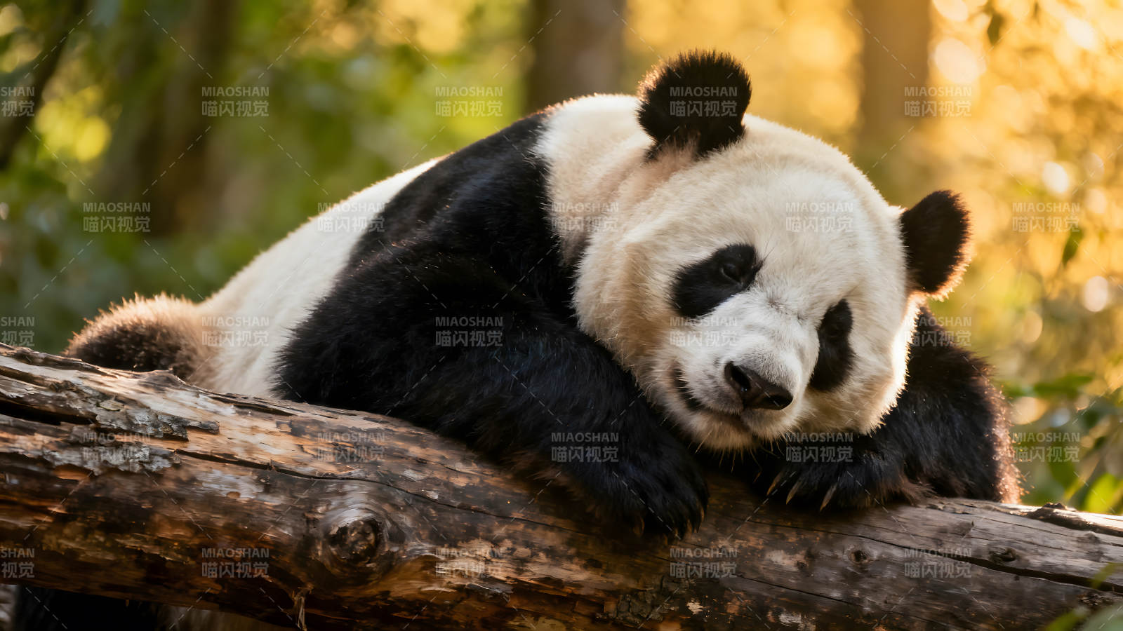 熊貓?jiān)跇?shù)干上休息享受陽(yáng)光-圖片