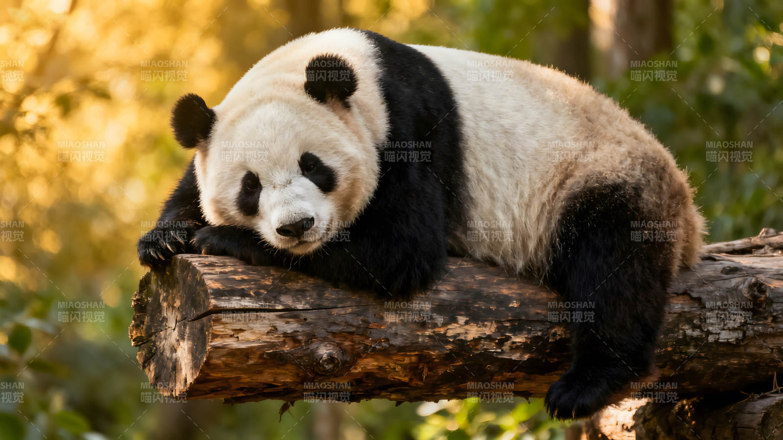 熊貓躺在木頭上放松休息-圖片
