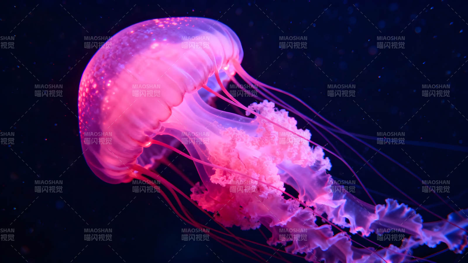 粉色水母在深海中游動-圖片