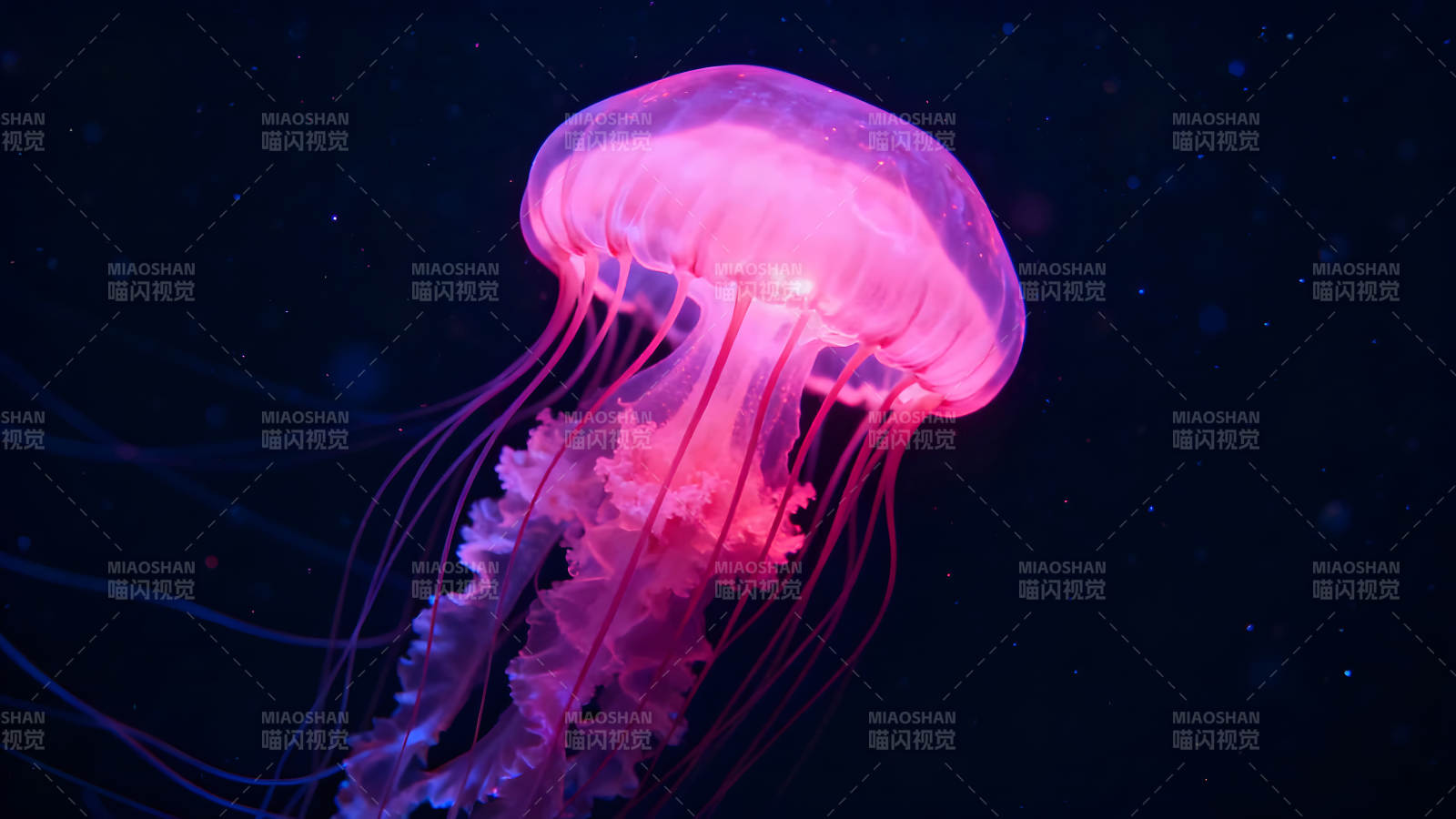 粉色水母在黑暗中漂浮發光-圖片
