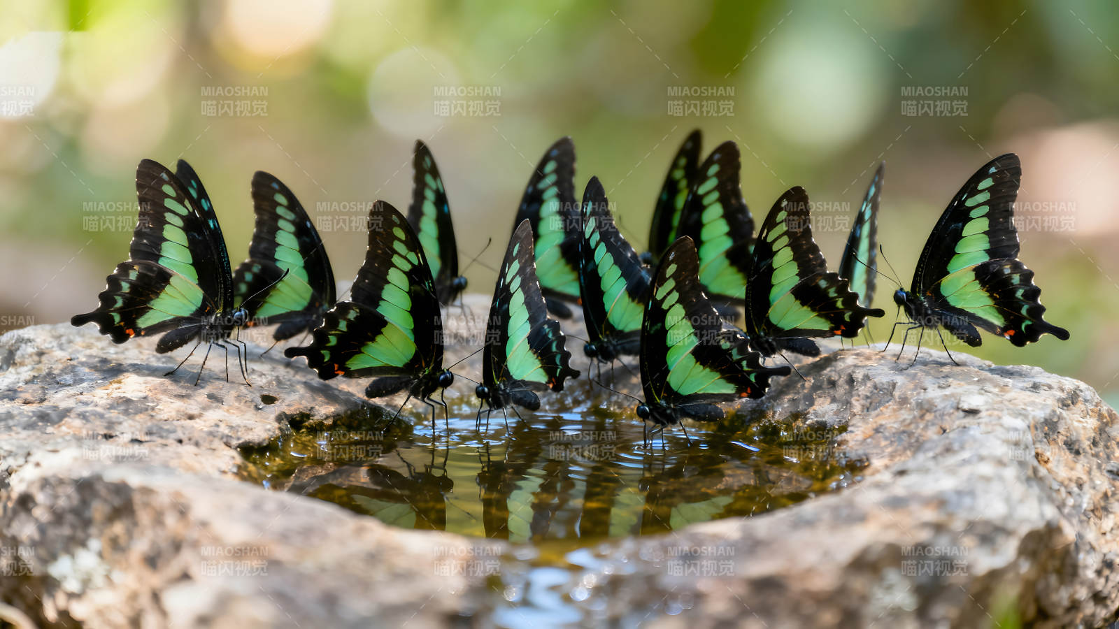 蝴蝶饮水绿色翅膀色彩鲜艳-图片