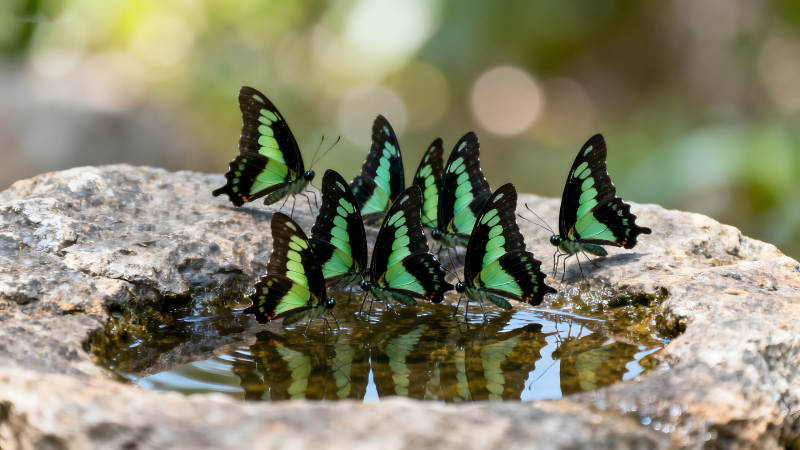 一群翠绿蝴蝶在石头水洼边饮水-图片