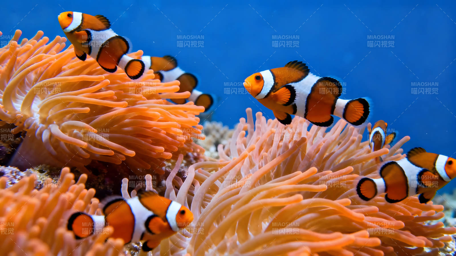 小丑鱼在海葵中穿梭-图片