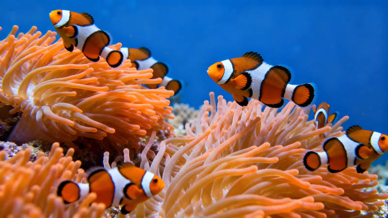 小丑鱼在海葵中穿梭-图片