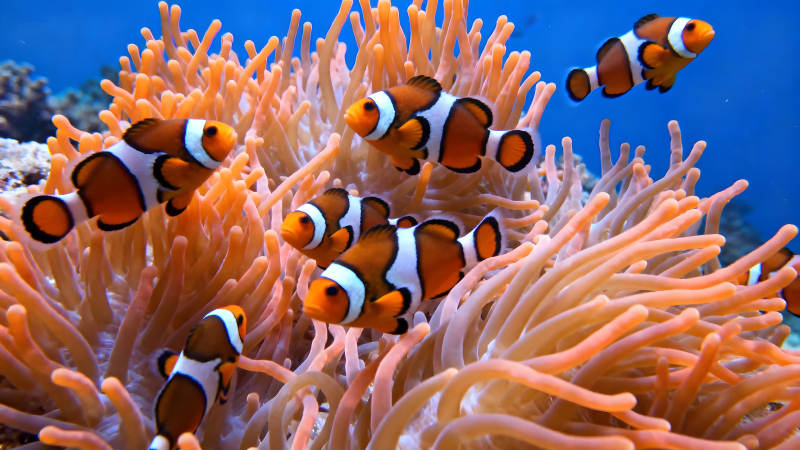 小丑鱼与海葵共生场景-图片