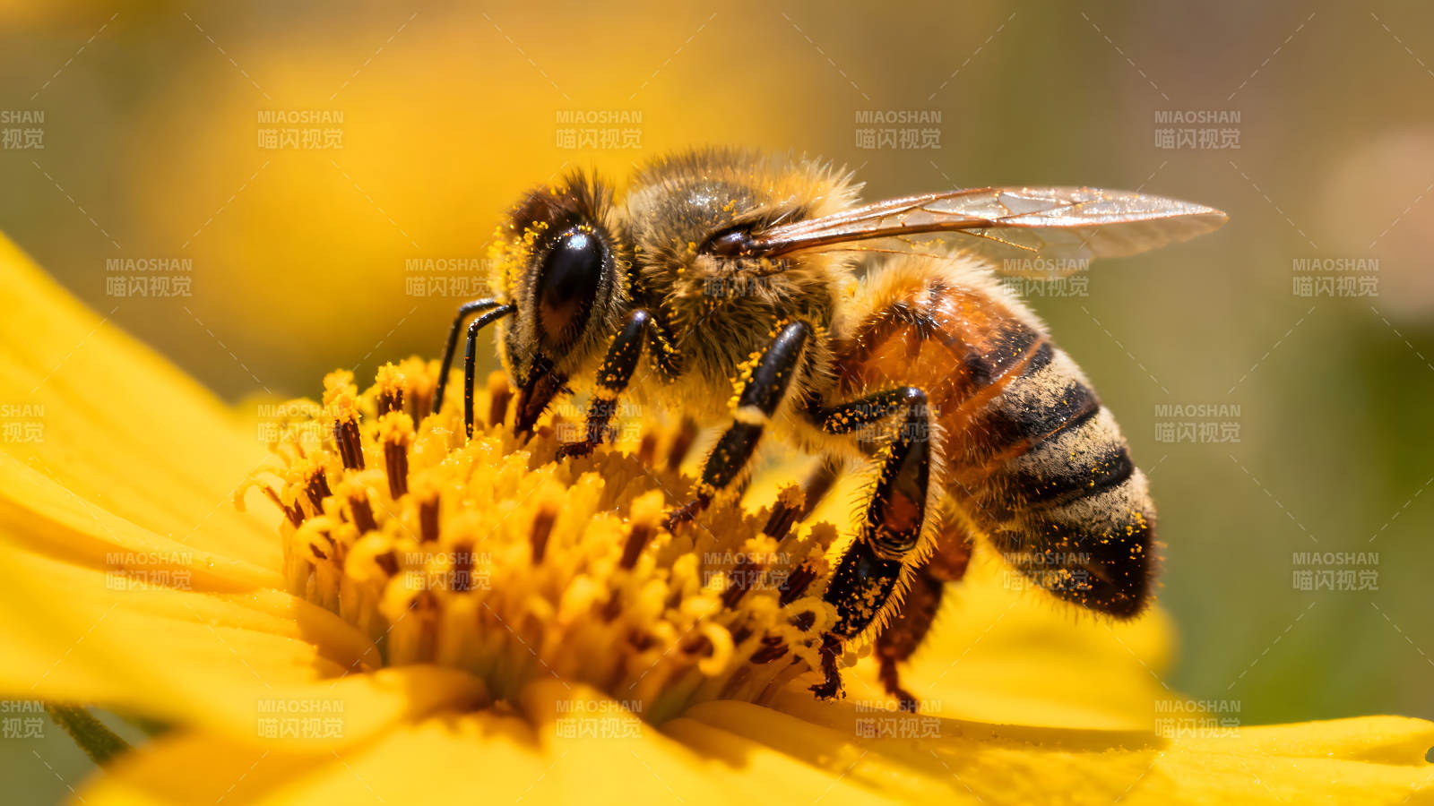 蜜蜂采蜜黄色花朵上-图片