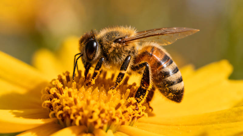 蜜蜂采蜜黃色花朵特寫-圖片