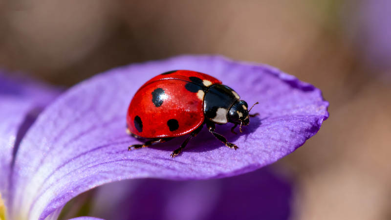 瓢蟲棲息紫色花瓣上-圖片