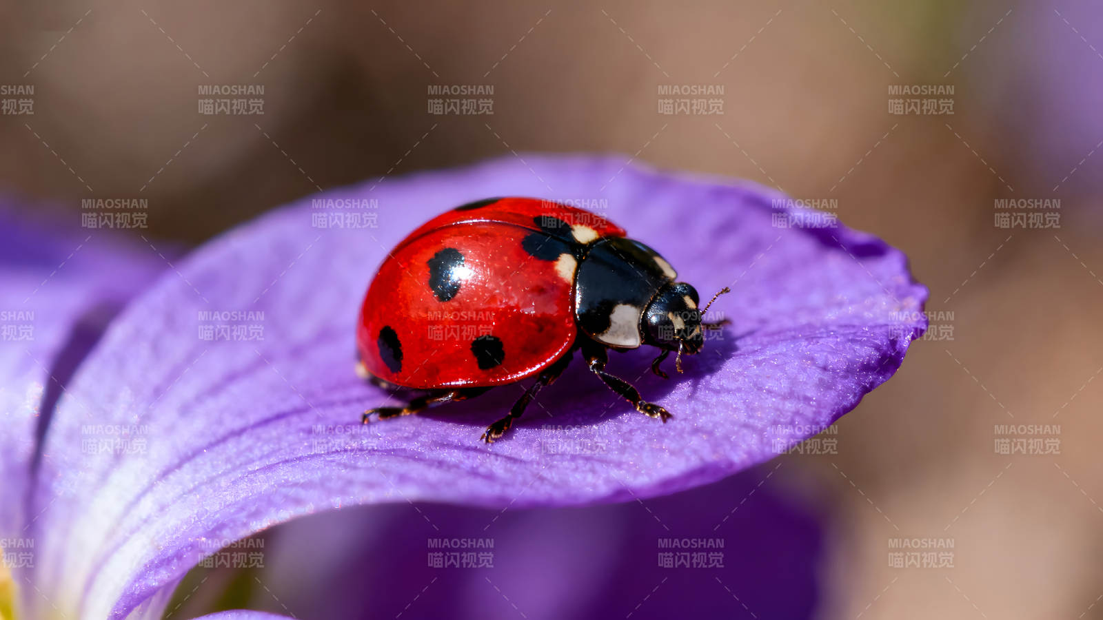 瓢虫栖息紫色花瓣上-图片