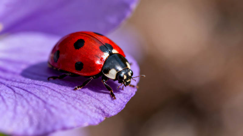 瓢蟲棲息紫色花瓣上特寫-圖片
