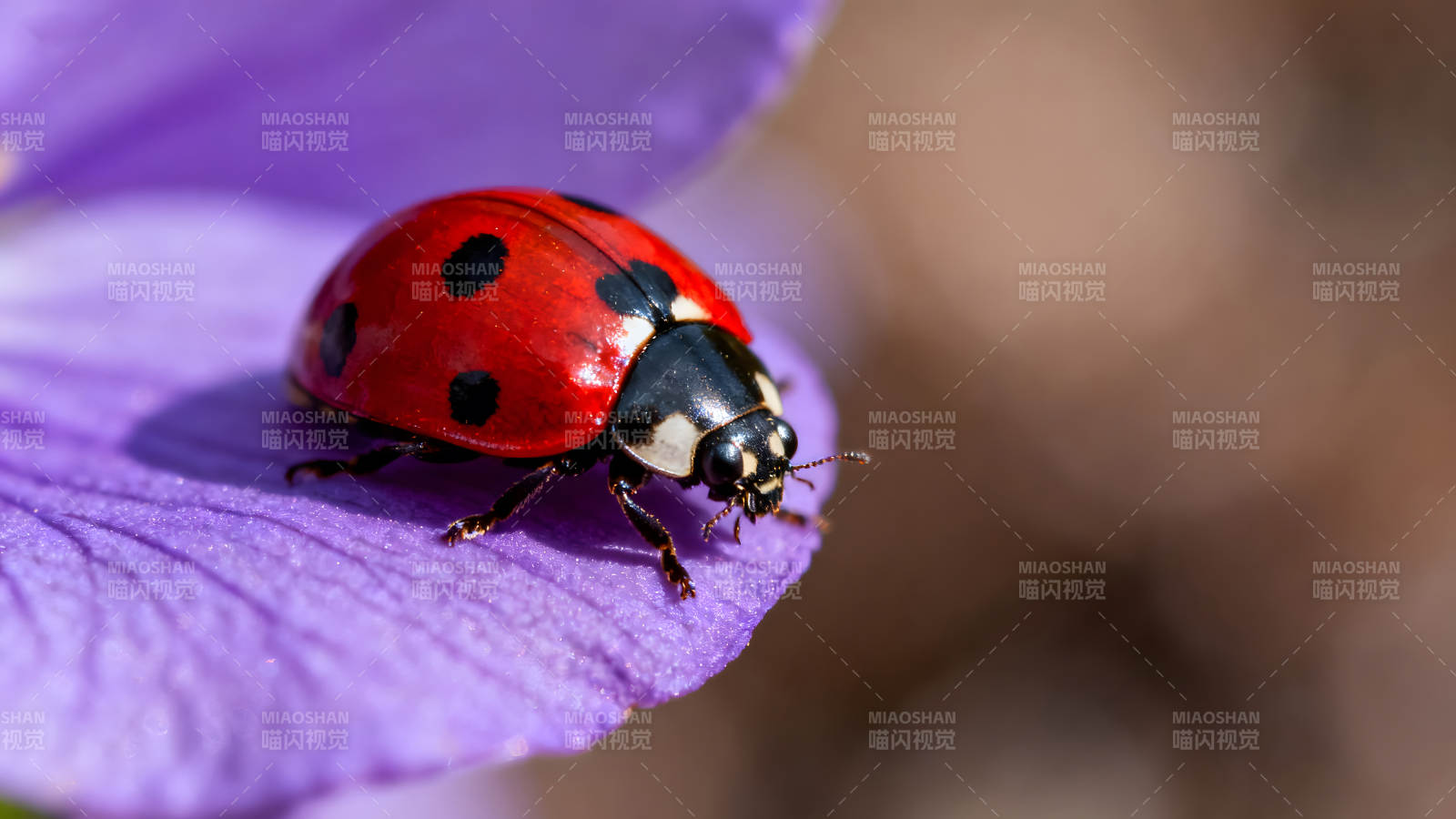 瓢虫栖息紫色花瓣上特写-图片