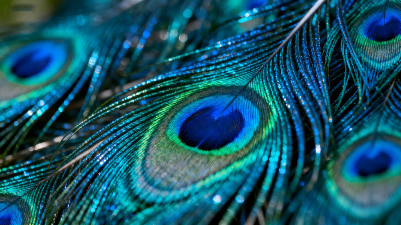 孔雀羽毛细节展示绚丽色彩光影-图片