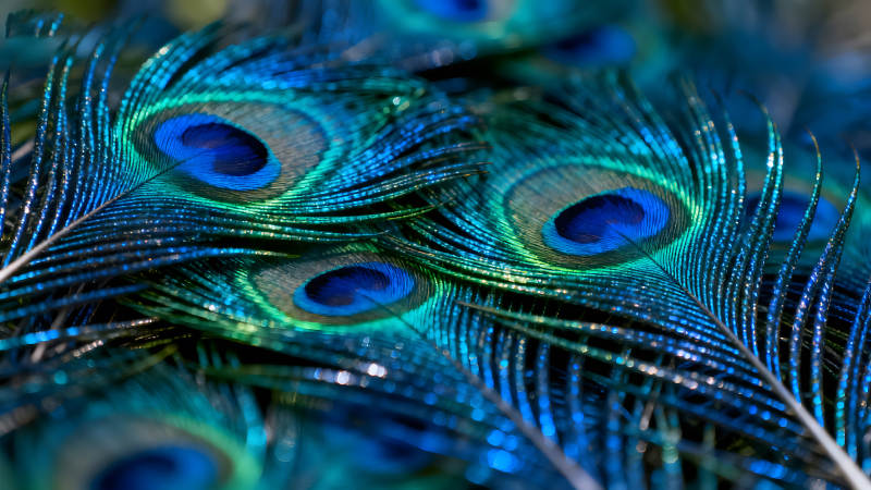 孔雀羽毛的特写色彩鲜艳-图片
