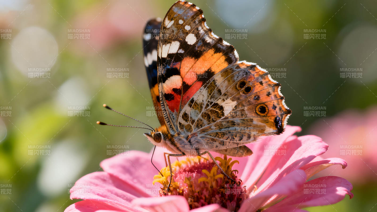 蝴蝶栖息在粉色的花朵上-图片