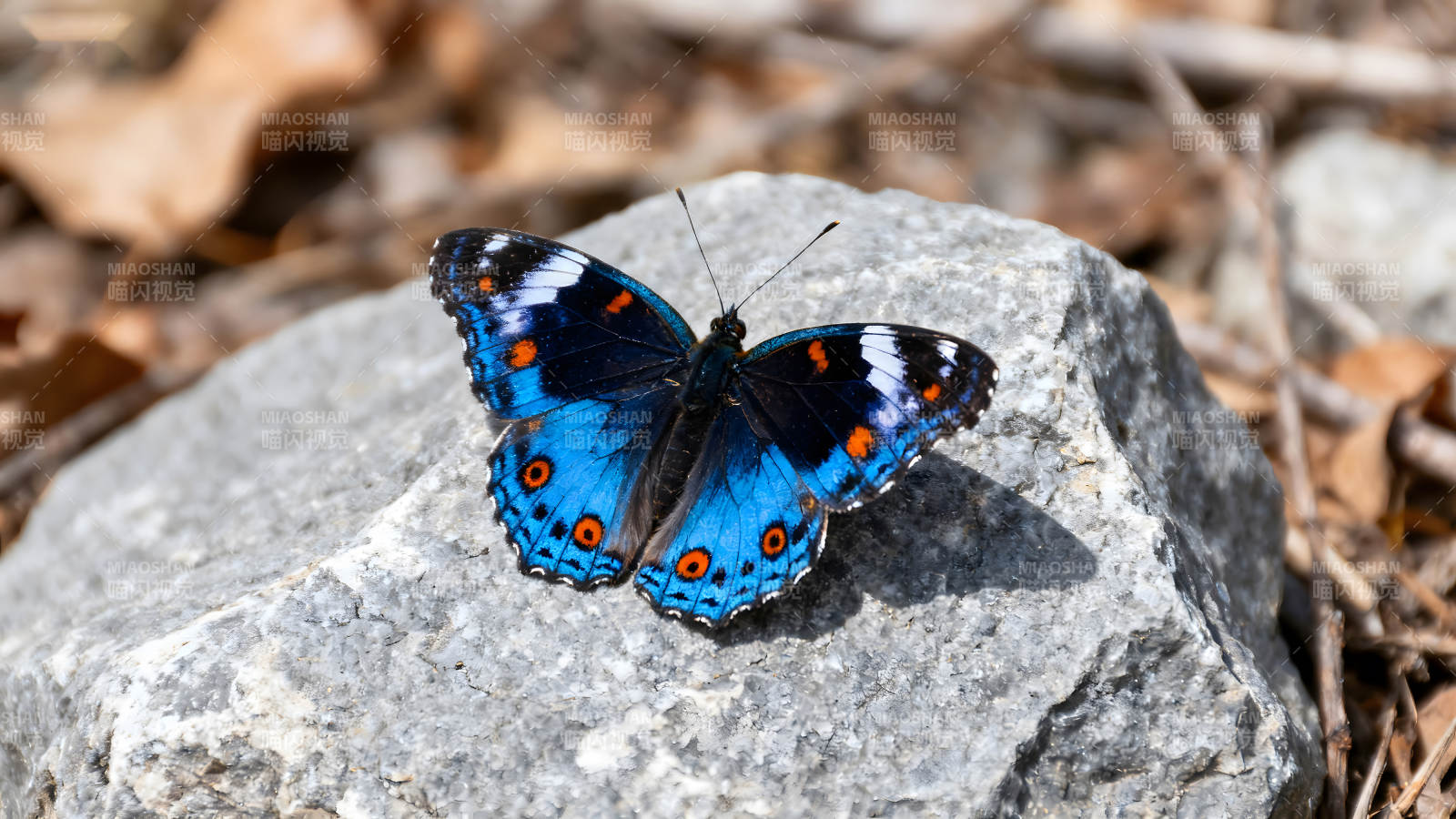 蓝色的蝴蝶栖息在石头上-图片