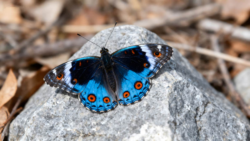 蓝眼蝶停在石头上-图片