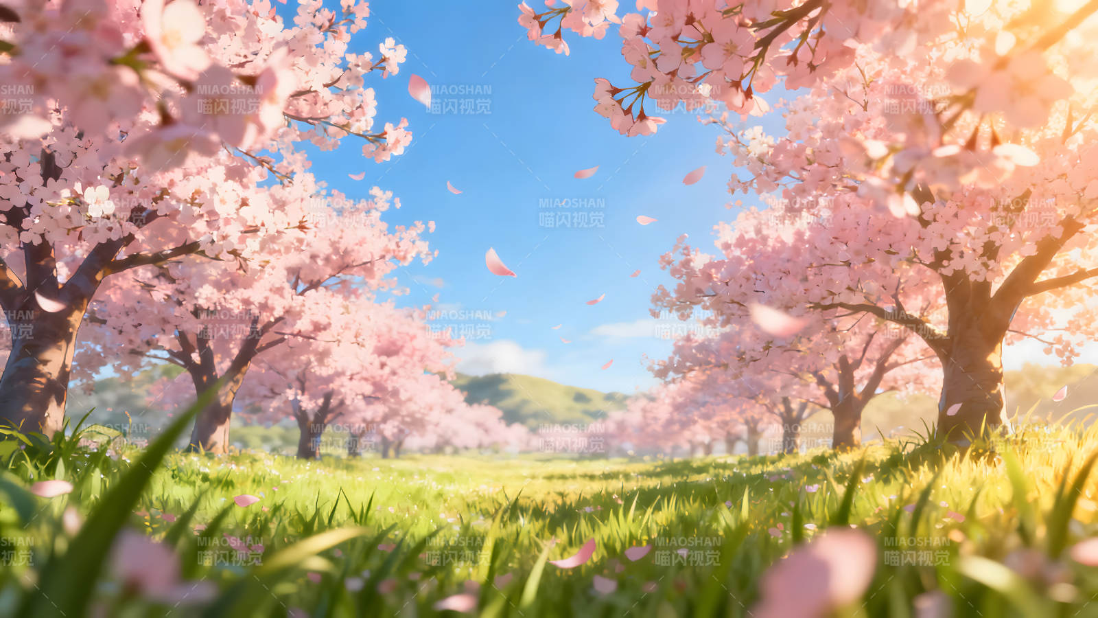 櫻花爛漫春意濃郁風景如畫-圖片