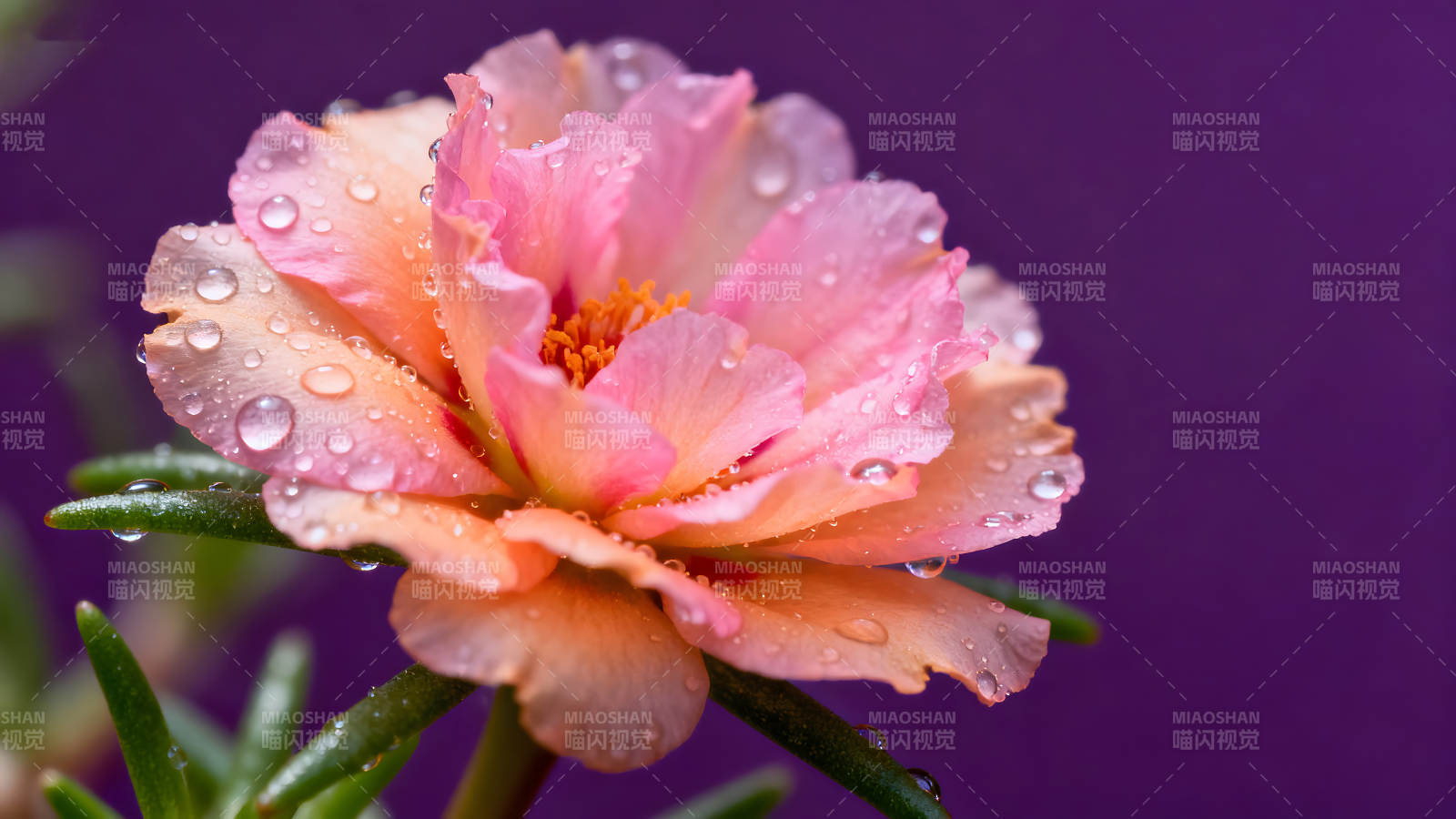 花朵特寫水珠點綴色彩鮮艷-圖片