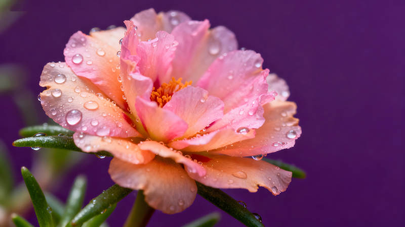 花朵特寫水珠點(diǎn)綴色彩鮮艷-圖片